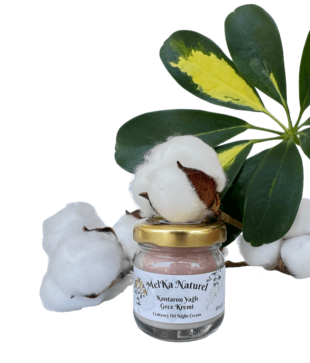 Kantaron Yağlı Gece Kremi